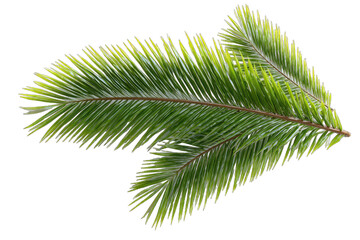 Obraz premium Two palm fronds, vibrant green and yellow, sharply detailed