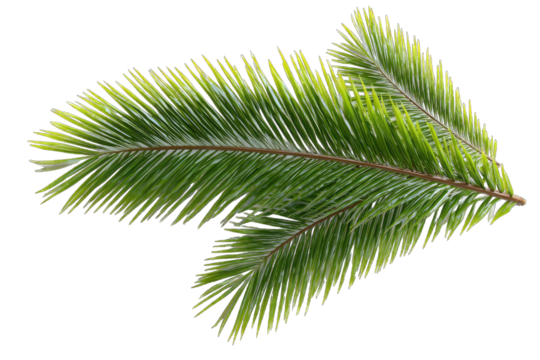 Two palm fronds, vibrant green and yellow, sharply detailed