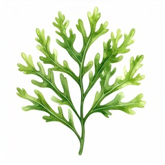 Detailed illustration of a feathery green plant