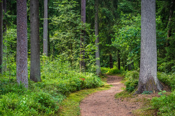 Romantic forest path with fir trees. Joy through wanderlust.