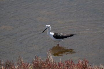 Black-winged Stilt Standing Serene in Shallow Water