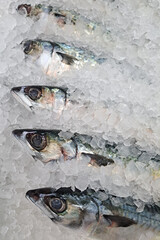 mackerel ice fish blue fish, Mackerel on sale at the fish market