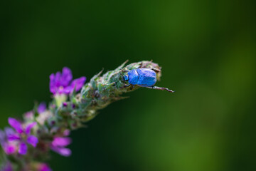 Blue beetle hoplia coerulea on a purple flower in a summer meadow. Closeup