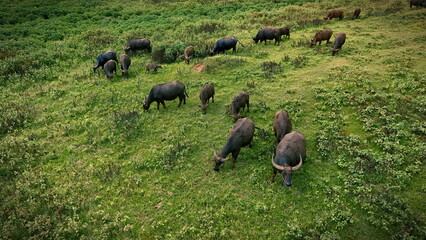 A herd of water buffalo grazes peacefully in a vibrant green pasture, surrounded by rolling hills under a soft, cloudy sky. This serene rural landscape captures the essence of tranquility and natural 