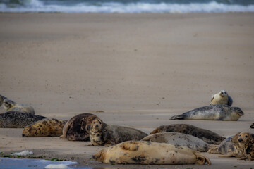A serene view of seals lounging on the sandy beach by the ocean, capturing natures tranquility and calmness
