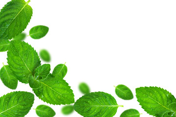 Frame of fresh mint leaves isolated on transparent background.