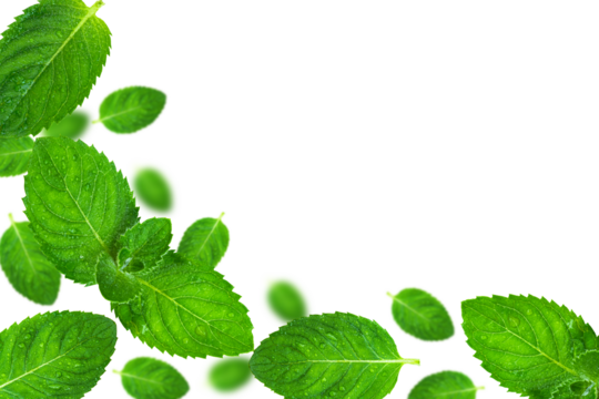 Frame of fresh mint leaves isolated on transparent background.
