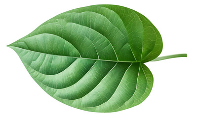 Obraz premium green betel leaf isolated on transparent background,png.