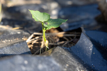 A small bean plant is growing in a plastic container. The container is black and the plant is green