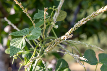 A stalk of corn with a green and brown bean stalk. The stalk is green and brown, and it is growing in a field