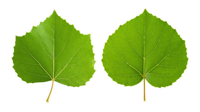 Green poplar leaf highlighting delicate venation pattern against transparent backdrop