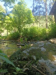 stream in the forest