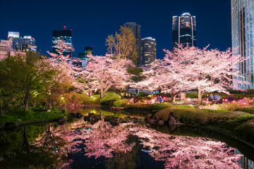 東京都港区 六本木、毛利庭園の夜桜