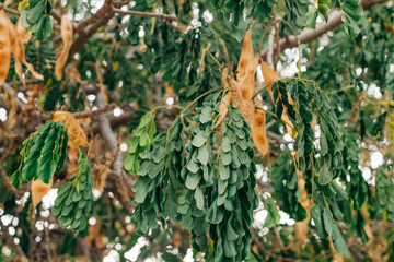 Green and brown leaves on a tree in a natural setting during daytime with sunlight filtering through