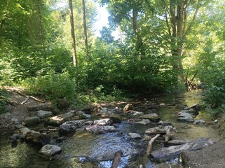 stream in the forest