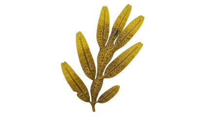 Isolated Seaweed Algae