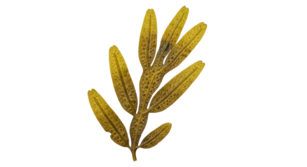 Isolated Seaweed Algae