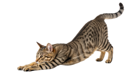 Isolated Tabby Cat Stretching