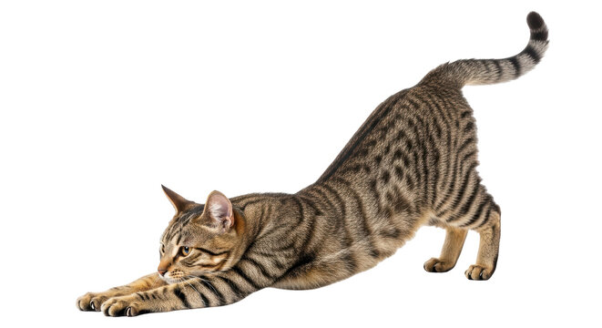 Isolated Tabby Cat Stretching