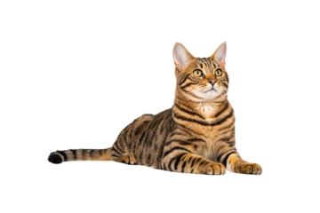 Brown tabby cat with green eyes lying down in relaxed sphinx pose showing detailed facial markings, isolated on a transparent background