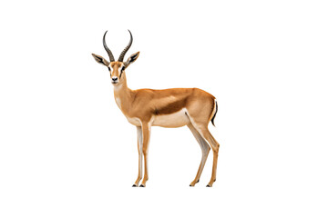 Fototapeta premium Single adult impala buck standing in profile, displaying curved ridged horns and typical reddish-brown coat coloration, isolated on a transparent background