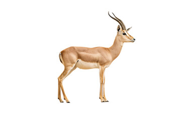 Fototapeta premium Adult impala antelope in side view, showing graceful stance with distinctive horn structure and tan coloring, isolated on a transparent background