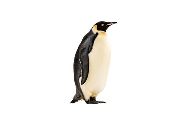 Fototapeta premium Emperor penguin standing upright displaying black and white plumage with orange ear patches, isolated on a transparent background