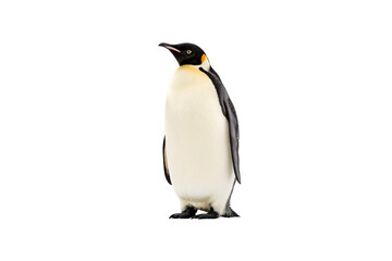 Obraz premium Emperor penguin in profile view showing distinctive black head and white chest coloring, isolated on a transparent background