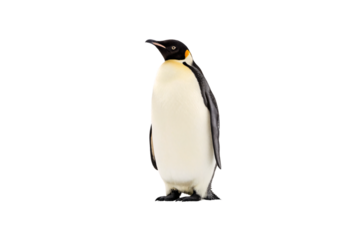 Emperor penguin in profile view showing distinctive black head and white chest coloring, isolated on a transparent background