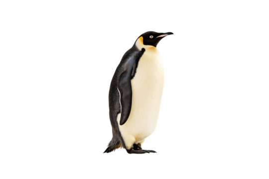 Emperor penguin standing upright displaying black and white plumage with orange ear patches, isolated on a transparent background