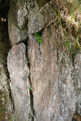 A detailed close up of a rock wall featuring a plant growing out of it