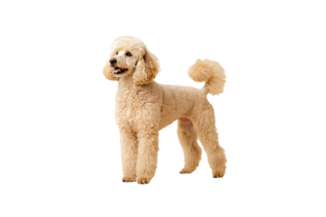 Apricot colored poodle with wavy coat and rounded topknot in traditional grooming pattern, isolated on a transparent background