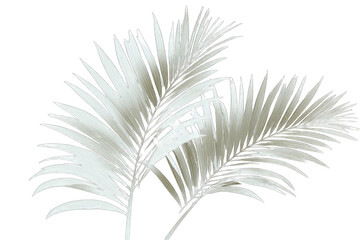 Fototapeta premium Close-up of delicate, light gray palm fronds