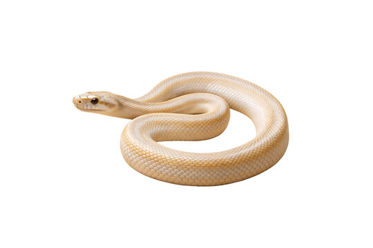 Leucistic ball python coiled showing pale golden coloration and distinctive snake features, isolated on a transparent background