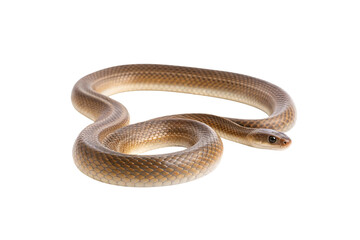 Brown snake with diamond pattern scales coiled in S-shape, isolated on a transparent background