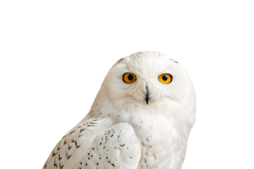 White snowy owl portrait showing detailed facial features, bright amber eyes and natural feather patterns, isolated on a transparent background