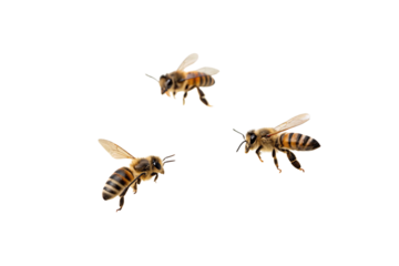 Three honey bees in different flying positions with detailed wing and body markings, isolated on a transparent background