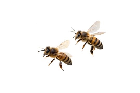 Two honey bees flying with wings spread and legs extended in flight, isolated on a transparent background