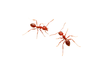 Two red ants with elongated legs and antennae positioned at different angles, isolated on a transparent background