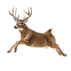 A majestic whitetail buck with large antlers gracefully leaps in mid air showcasing its powerful movement