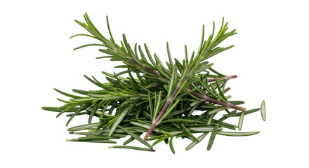 Isolated Bunch of Fresh Rosemary
