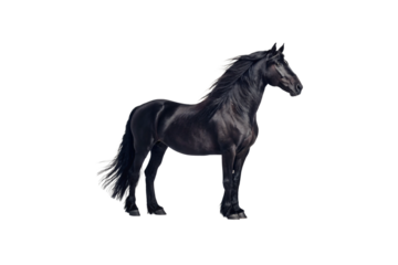 Magnificent black stallion in dynamic pose, flowing mane and tail creating dramatic silhouette with muscular frame, isolated on a transparent background