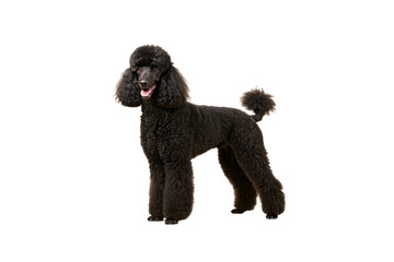 Black poodle dog with professionally groomed coat standing in classic show position with pom-pom tail, isolated on a transparent background