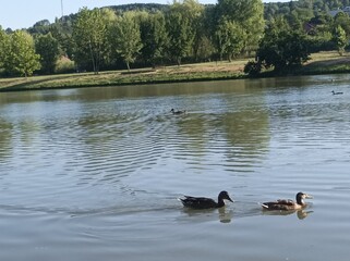 ducks on the lake