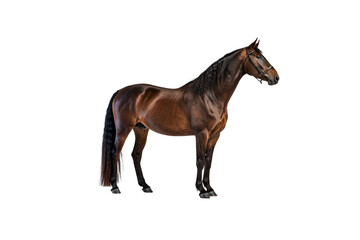 Fototapeta premium Bay colored horse with black mane and tail standing in perfect side profile conformation, isolated on a transparent background