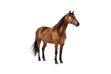Obraz premium Bay horse with black mane and tail standing in profile pose, isolated on a transparent background
