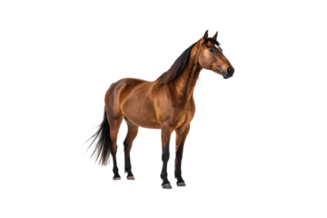 Bay horse with black mane and tail standing in profile pose, isolated on a transparent background