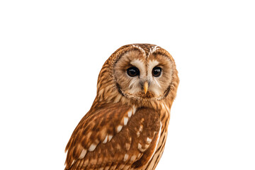 Naklejka premium Tawny owl with distinctive facial disc and dark eyes perched in natural upright position, isolated on a transparent background