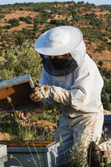 Beekeeper working with bees in countryside apiary
