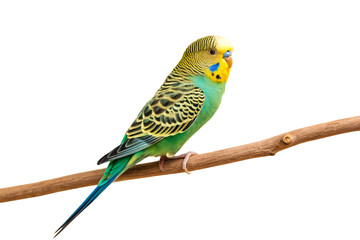 Fototapeta premium Green and yellow budgerigar parakeet with black striped wings sitting on natural branch, isolated on a transparent background